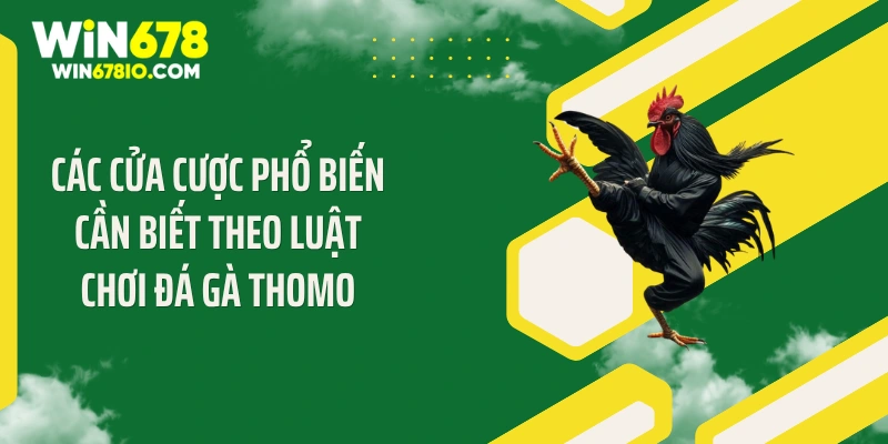 Các cửa cược phổ biến cần biết theo luật chơi đá gà Thomo