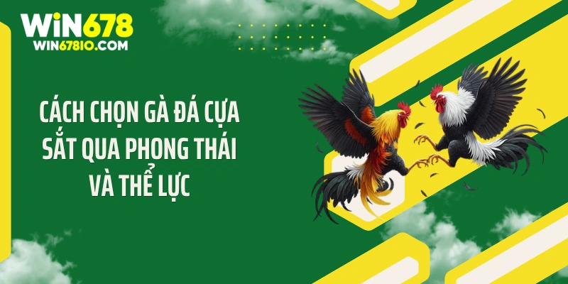 Cách chọn gà đá cựa sắt qua phong thái và thể lực