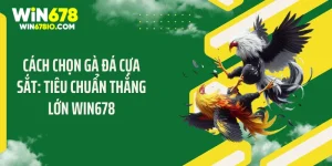 Cách Chọn Gà Đá Cựa Sắt: Tiêu Chuẩn Thắng Lớn Win678