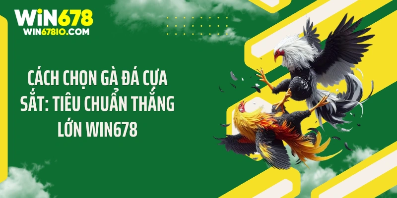 Cách Chọn Gà Đá Cựa Sắt: Tiêu Chuẩn Thắng Lớn Win678
