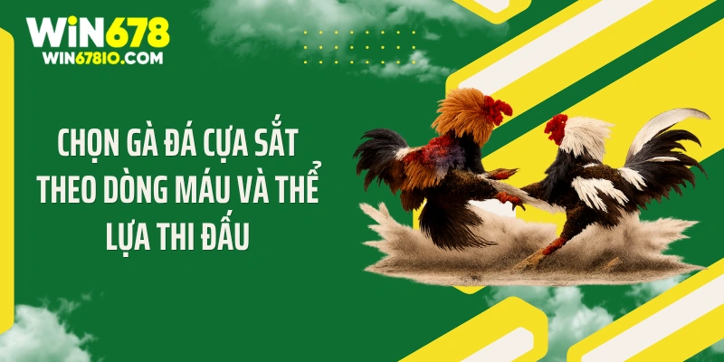 Chọn gà đá cựa sắt theo dòng máu và thể lựa thi đấu
