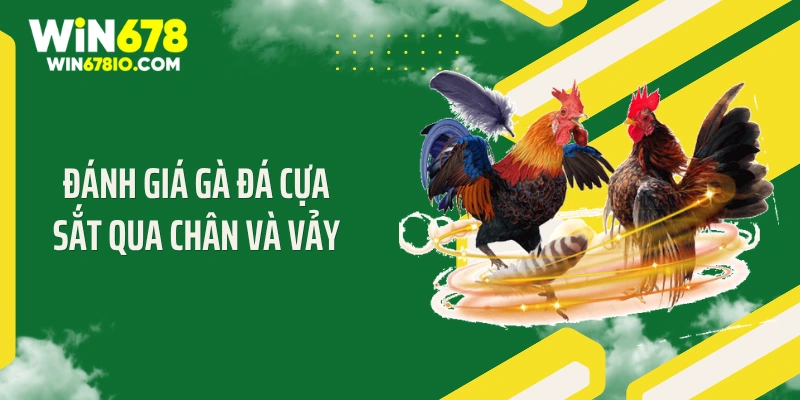 Đánh giá gà đá cựa sắt qua chân và vảy