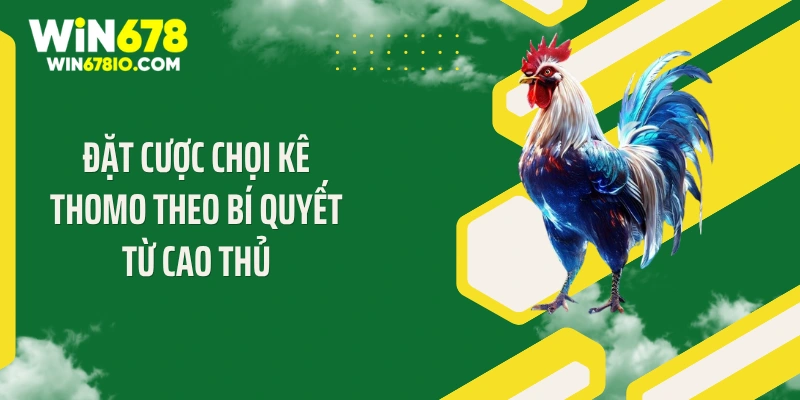 Đặt cược chọi kê Thomo theo bí quyết từ cao thủ