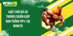 luật chơi đá gà Thomo