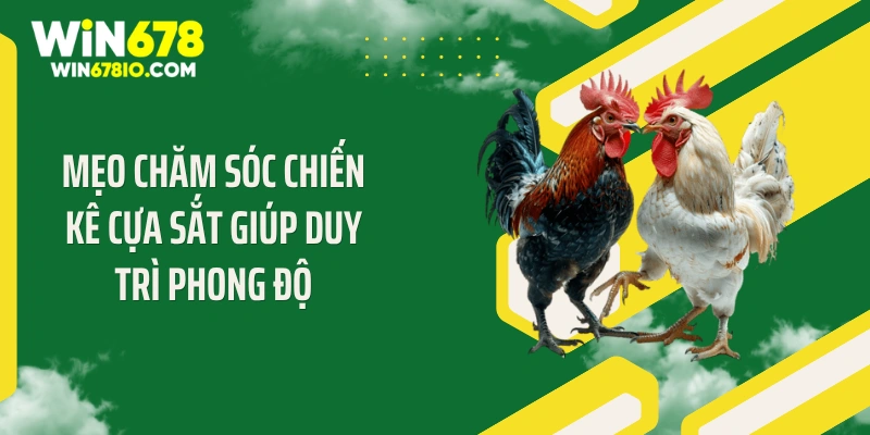 Mẹo chăm sóc chiến kê cựa sắt giúp duy trì phong độ