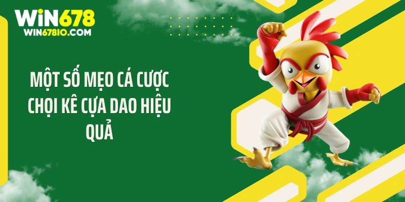 Một số mẹo cá cược chọi kê cựa dao hiệu quả