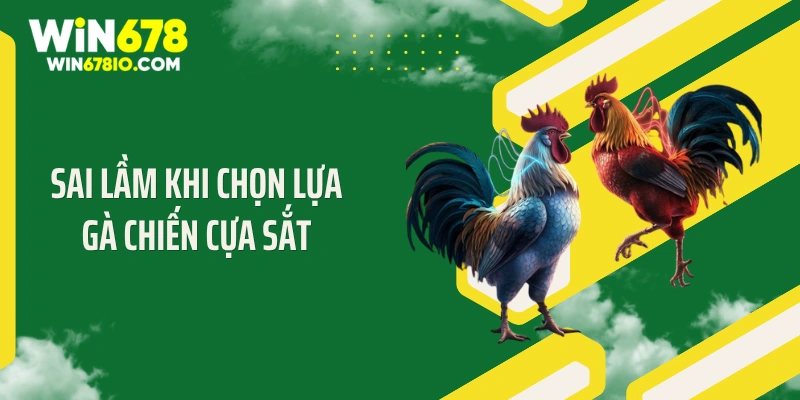 Sai lầm khi chọn lựa gà chiến cựa sắt