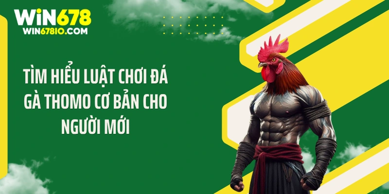 Tìm hiểu luật chơi đá gà Thomo cơ bản cho người mới